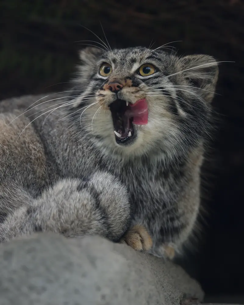 A photograph of Mei in Kobe Animal Kingdom