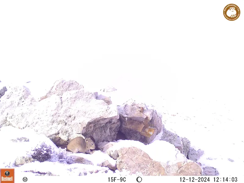 A photograph of Pika from Besshoky 1 camera trap