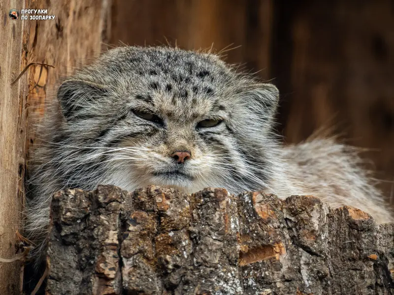 A photograph of Namika in Leningrad zoo