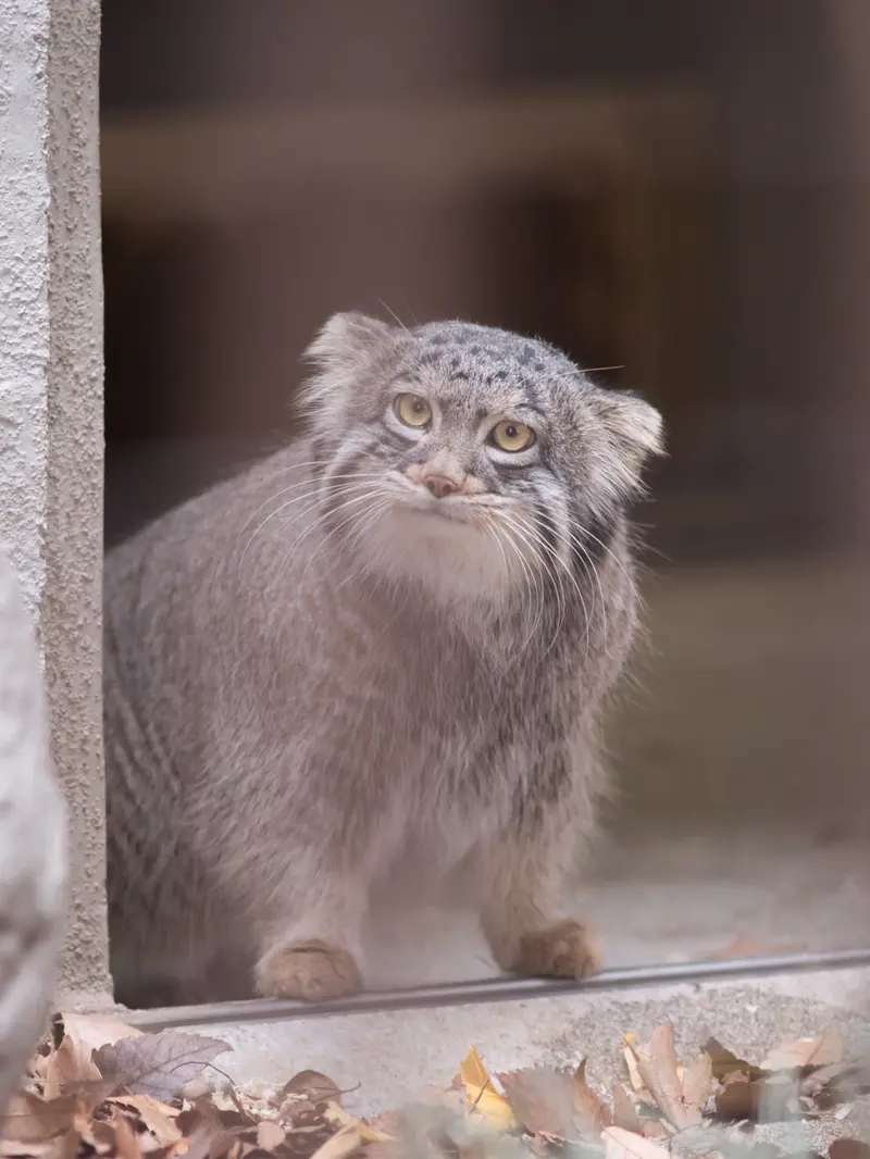 A photograph of Figa in Nogeyama Zoo