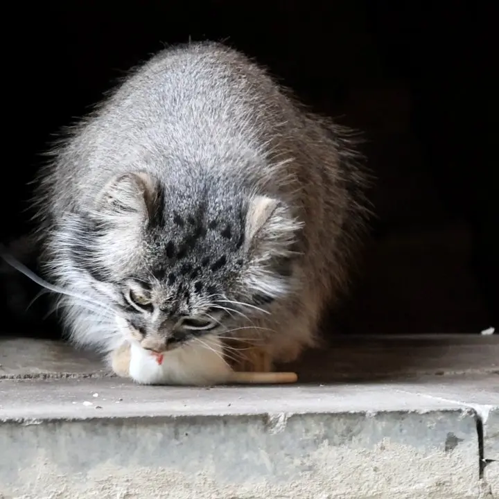 A photograph of a Pallas's cat in Moscow zoo
