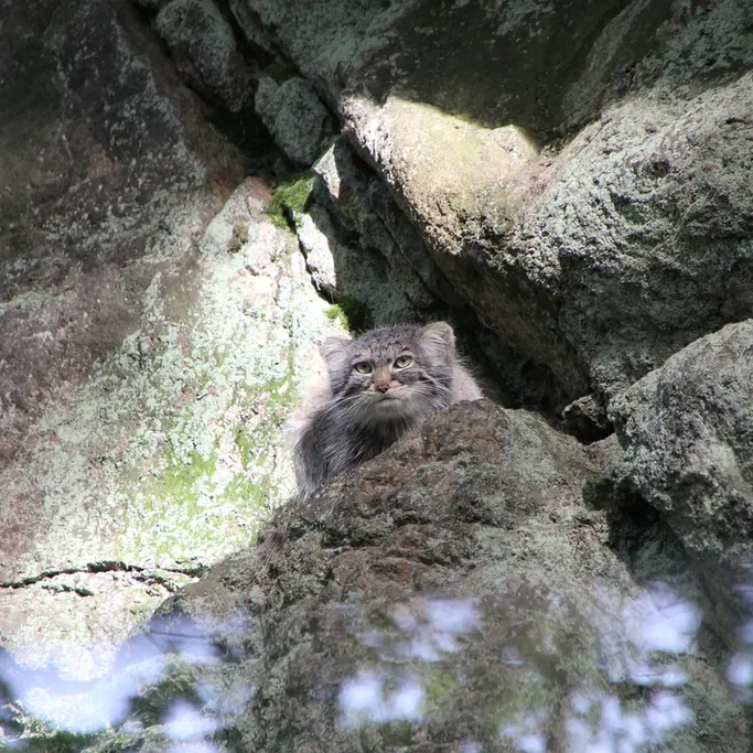 A photograph of Zaya in Nordens Ark