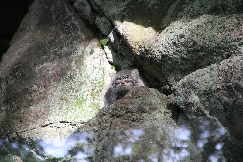 A photograph of Zaya in Nordens Ark