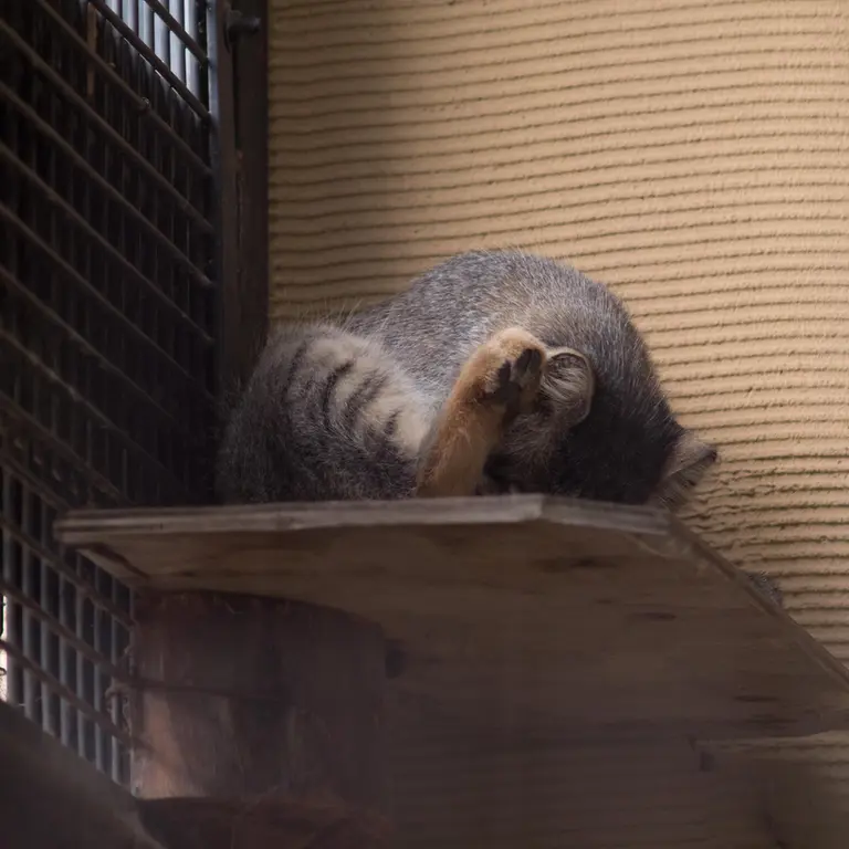 A photograph of Hide in Asahiyama Zoo