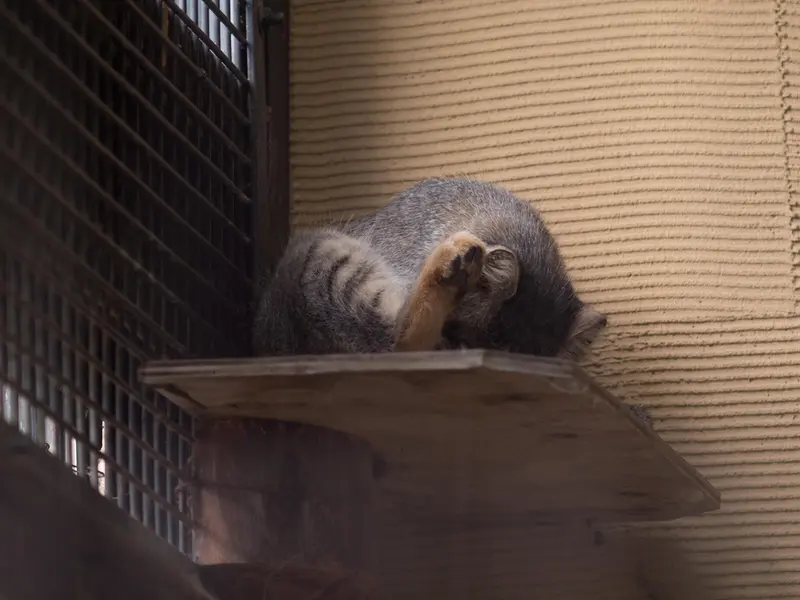 A photograph of Hide in Asahiyama Zoo