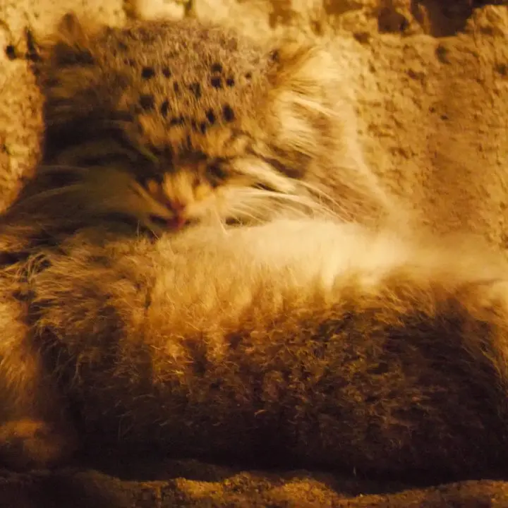 A photograph of a Pallas's cat in Nogeyama Zoo