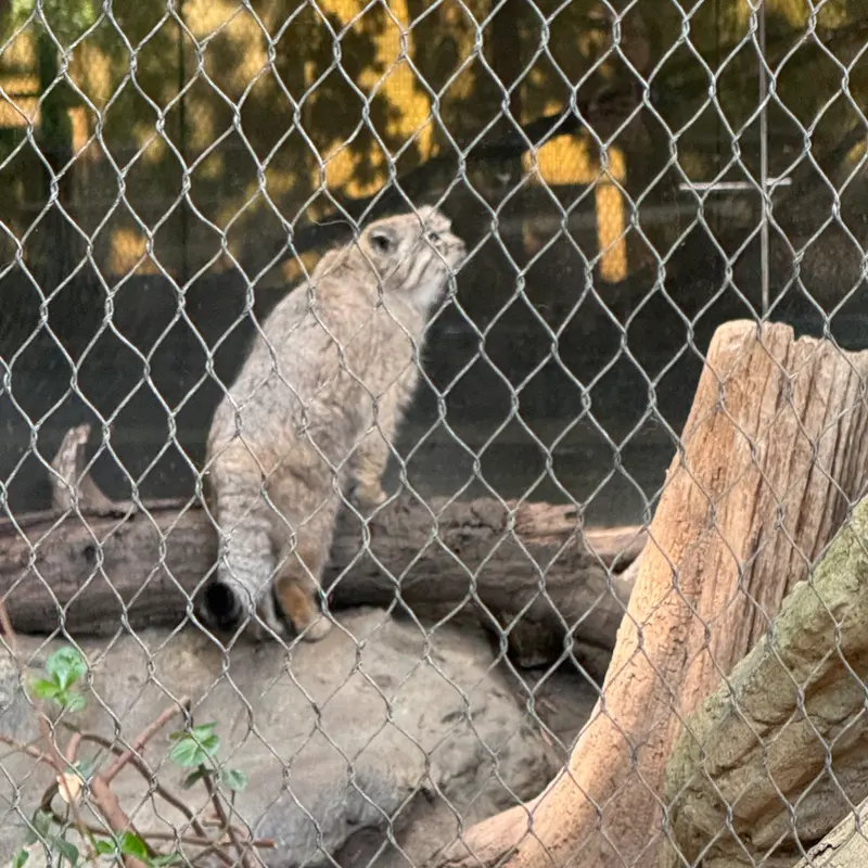 A photograph of Batu in Prospect Park Zoo