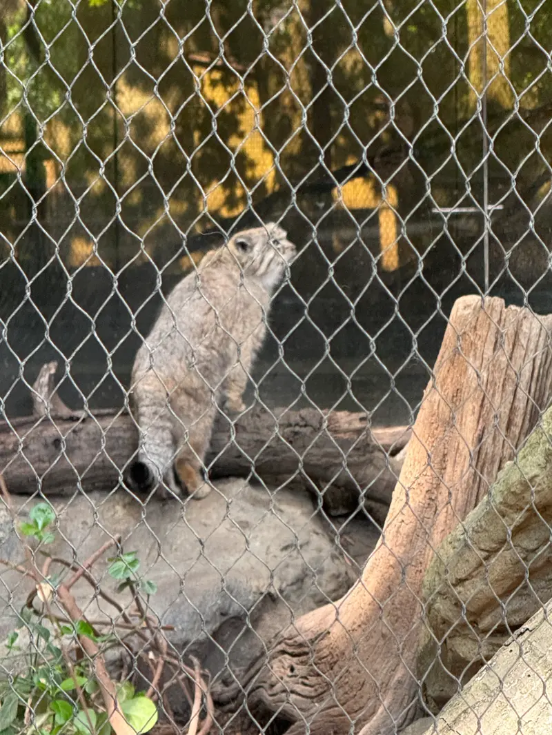 A photograph of Batu in Prospect Park Zoo