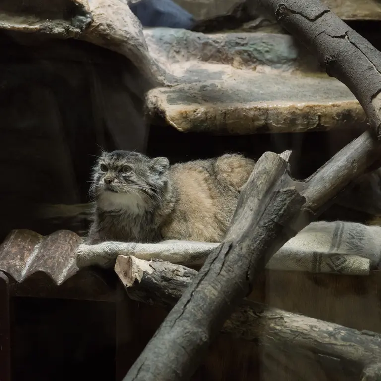 A photograph of Primula in Ueno Zoological Gardens