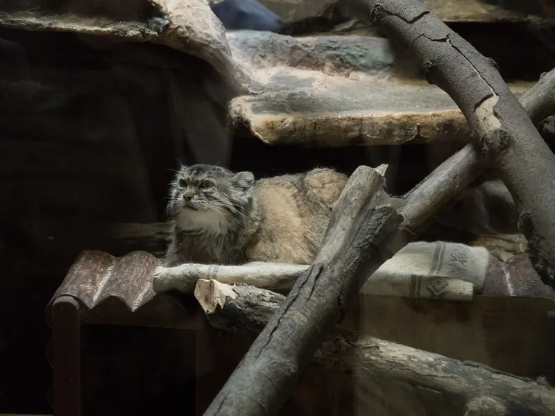 A photograph of Primula in Ueno Zoological Gardens