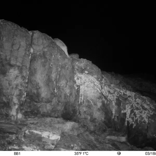A photograph of Otocolobus manul manul from Aktas-Kunkora [new] camera trap