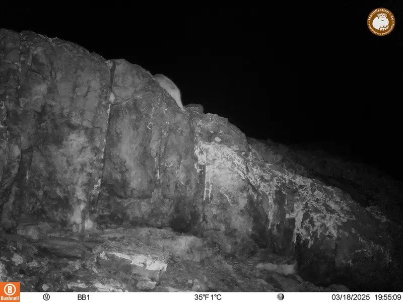 A photograph of Otocolobus manul manul from Aktas-Kunkora camera trap