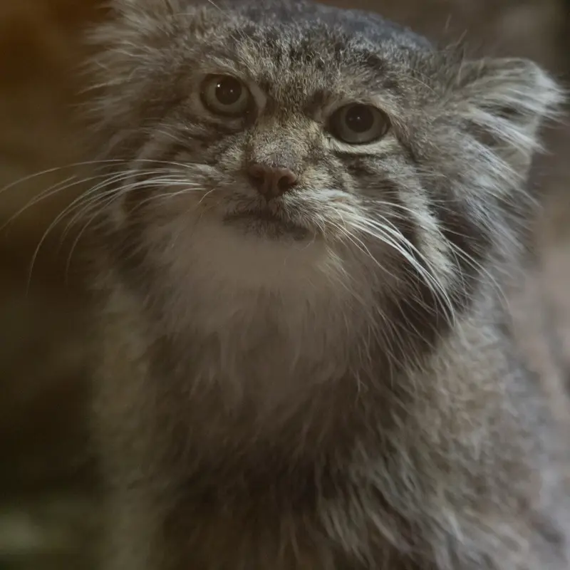 A photograph of Klyon in Ueno Zoological Gardens