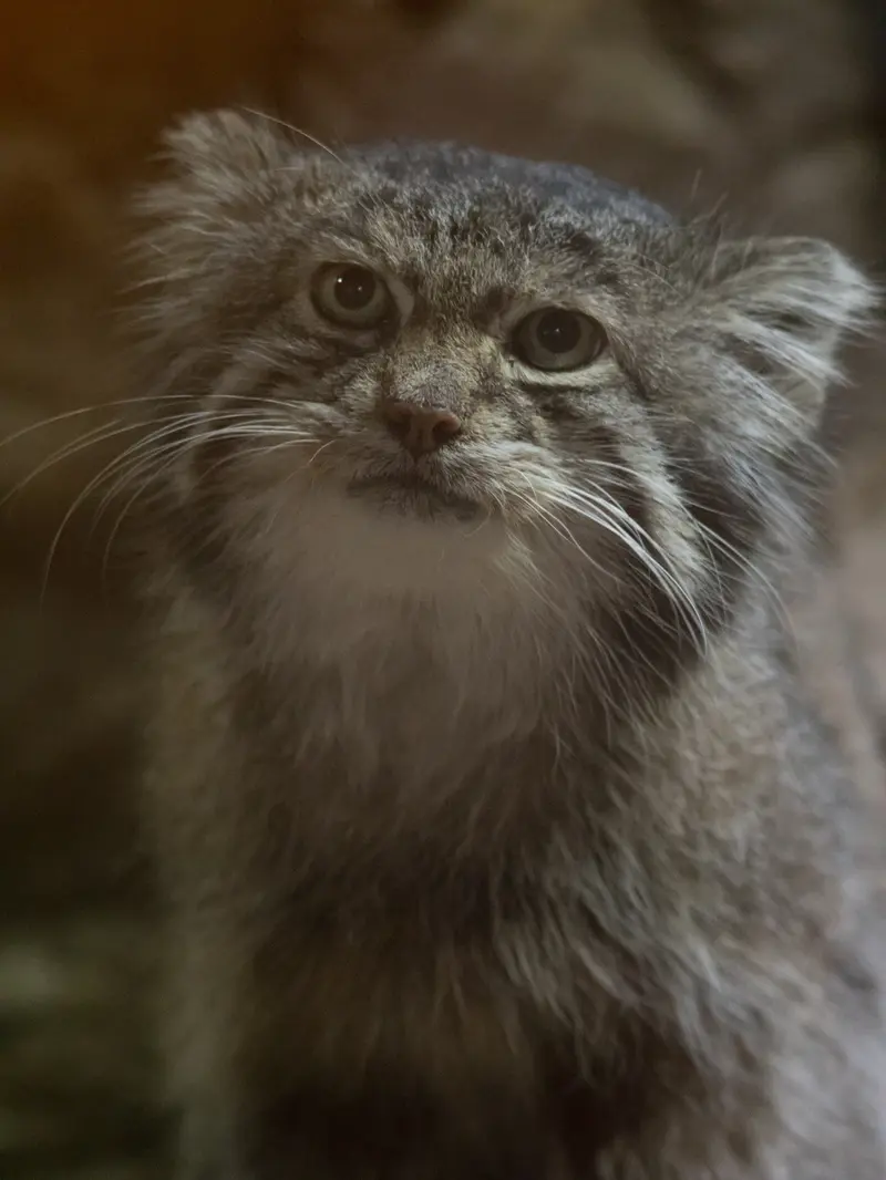 A photograph of Klyon in Ueno Zoological Gardens