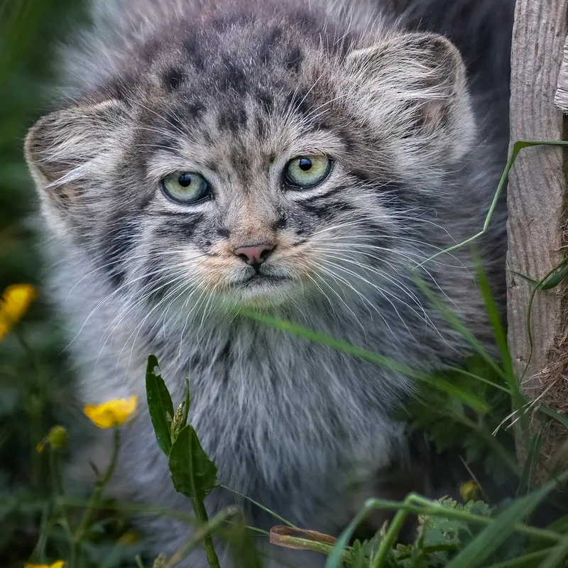 A photograph of a Pallas's cat in Port Lympne Wild Animal Park