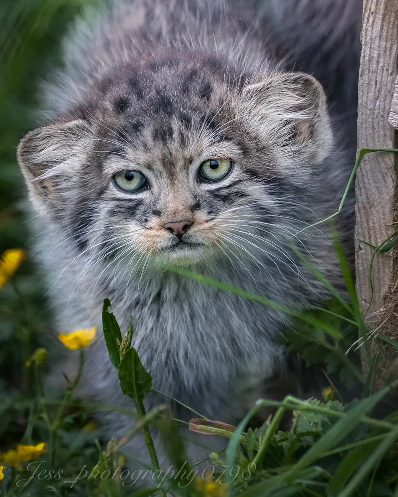 A photograph of a Pallas's cat in Port Lympne Wild Animal Park