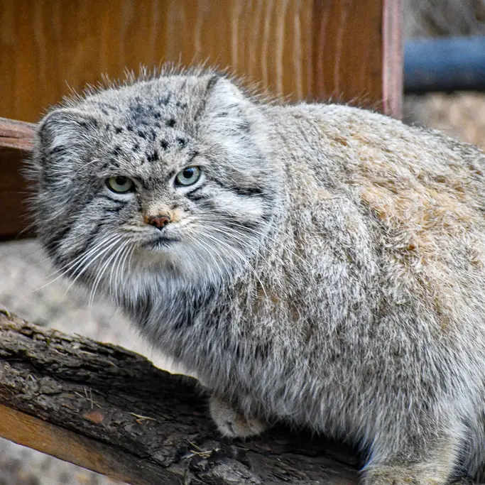 A photograph of Bo in Cheyenne Mountain Zoo