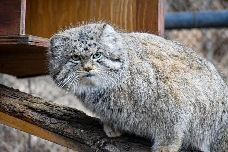 A photograph of Bo in Cheyenne Mountain Zoo