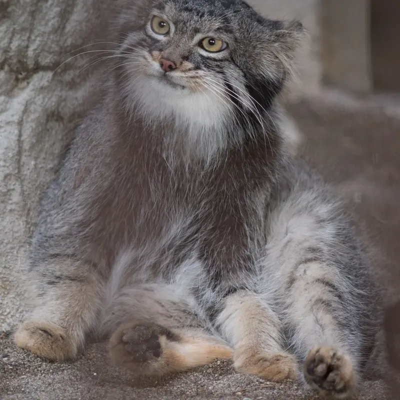 A photograph of Figa in Nogeyama Zoo