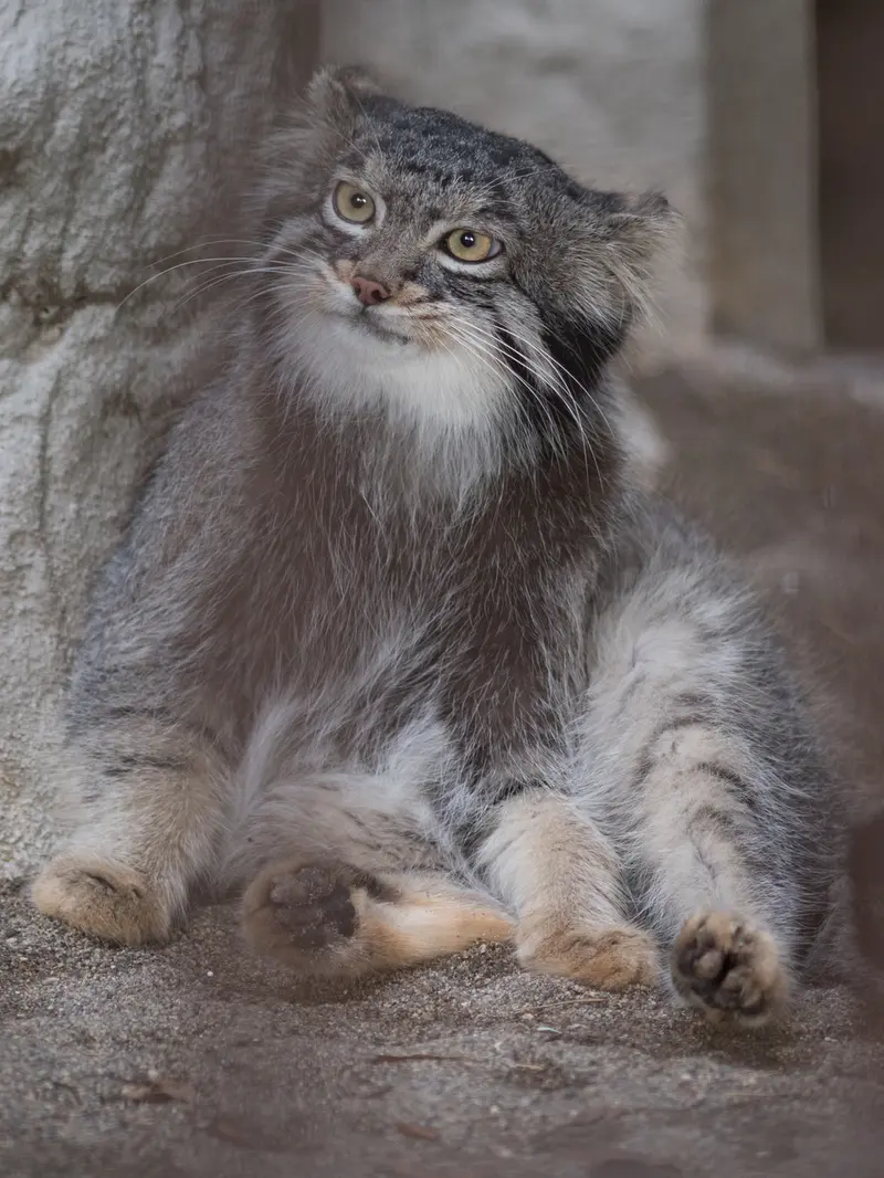 A photograph of Figa in Nogeyama Zoo
