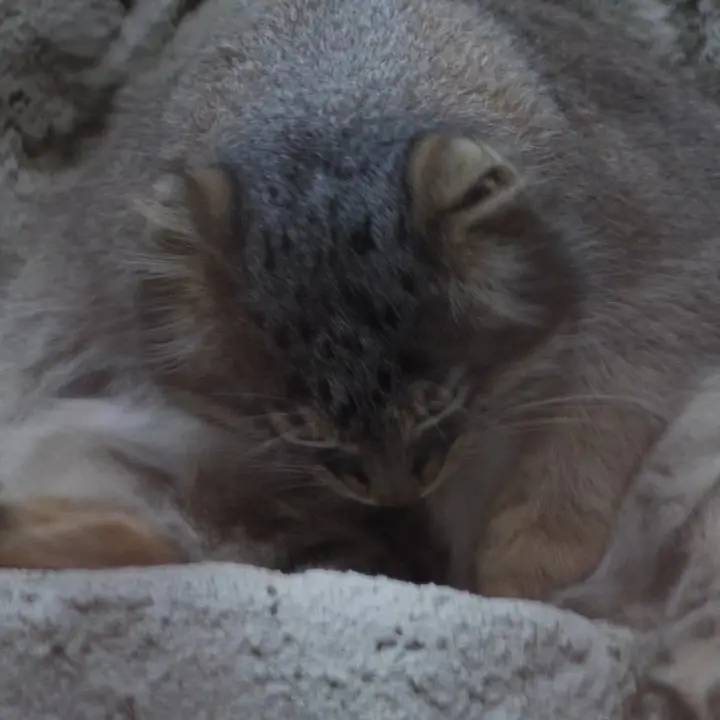 A photograph of Figa in Nogeyama Zoo