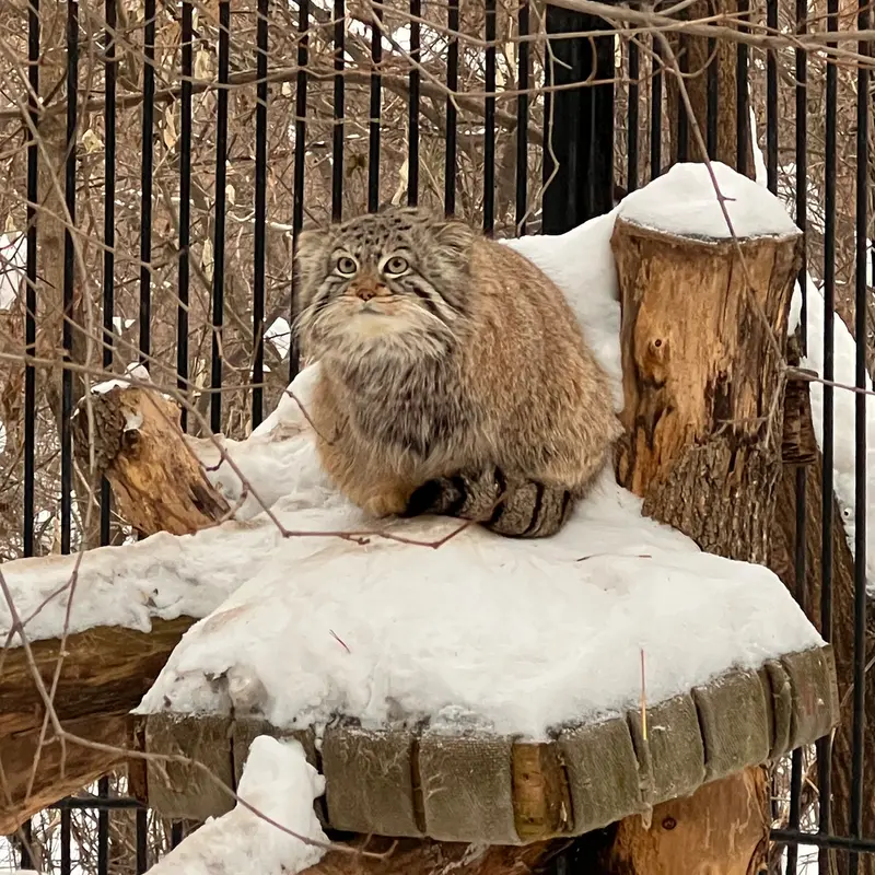 A photograph of Son of  Eve 2024 Ⅳ in Novosibirsk Zoo