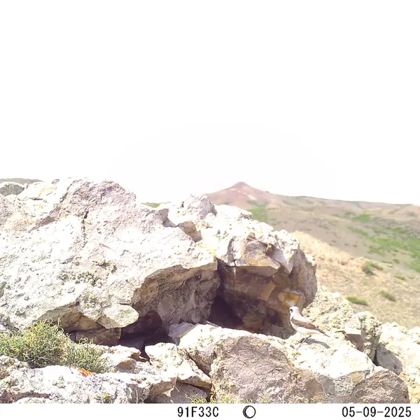 A photograph of a Pallas's cat from Besshoky 1 camera trap