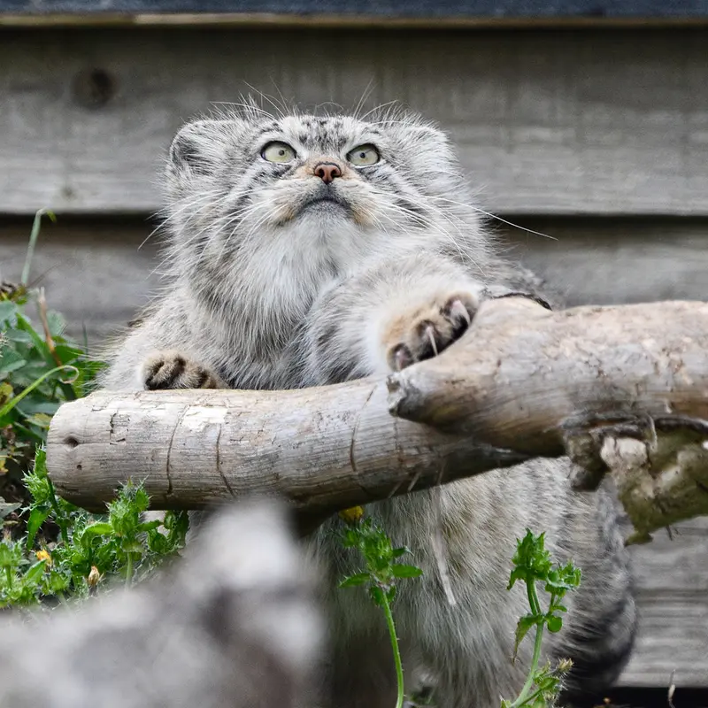 A photograph of Namuu in Port Lympne Wild Animal Park