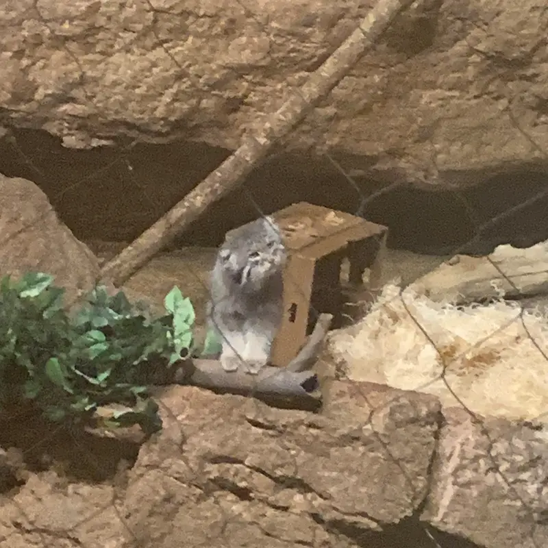 A photograph of a Pallas's cat