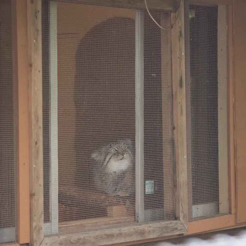 A photograph of Lotos in Saitama Children's Zoo
