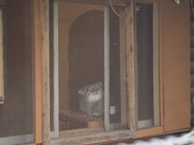 A photograph of Lotos in Saitama Children's Zoo