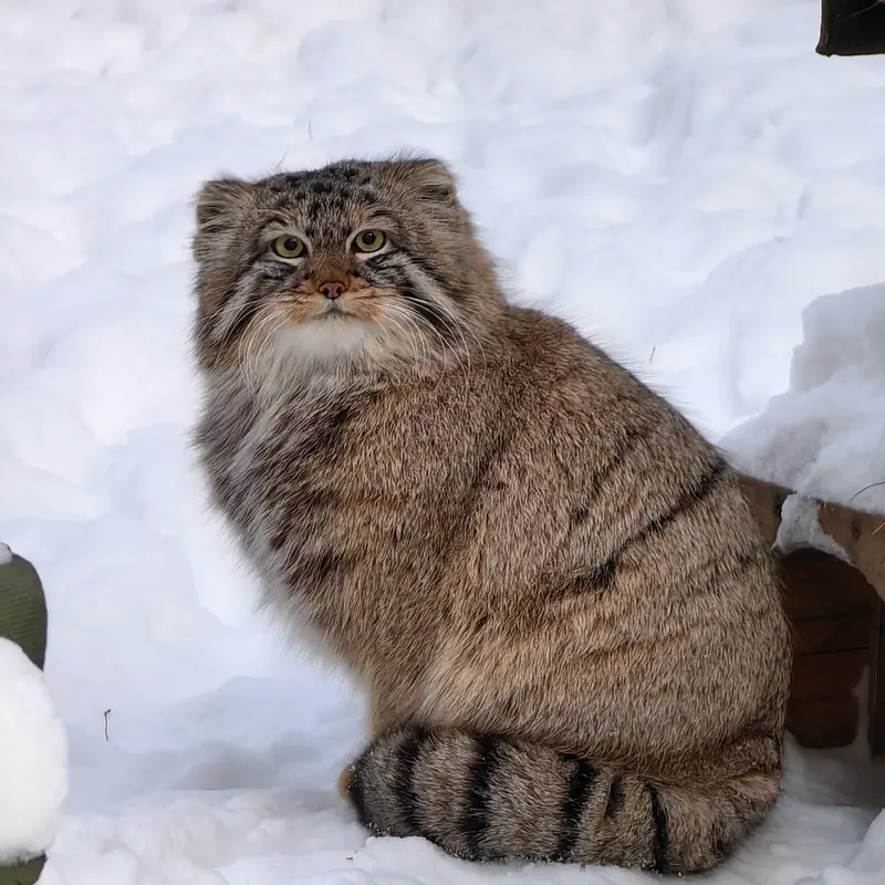 A photograph of Son of Lolo 2024 Ⅲ in Novosibirsk Zoo