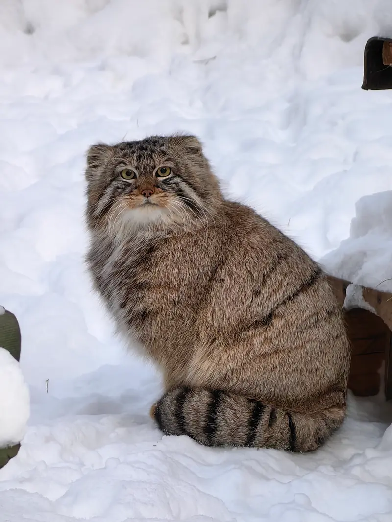 A photograph of Son of Lolo 2024 Ⅲ in Novosibirsk Zoo