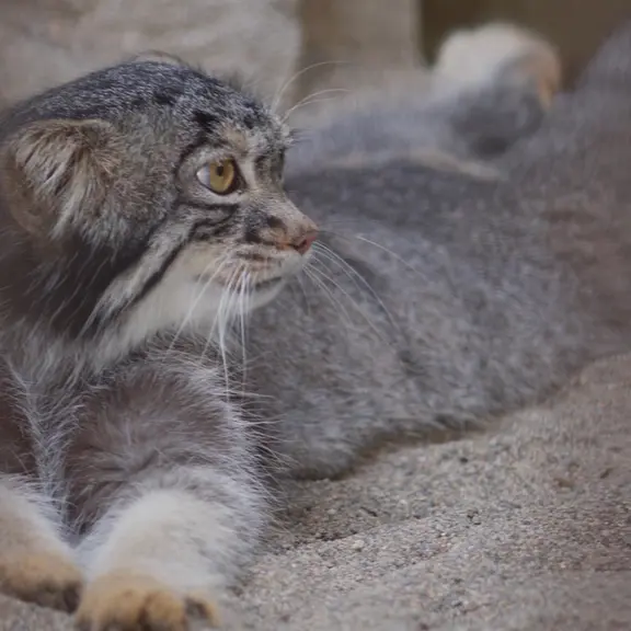 A photograph of a Pallas's cat in Nogeyama Zoo