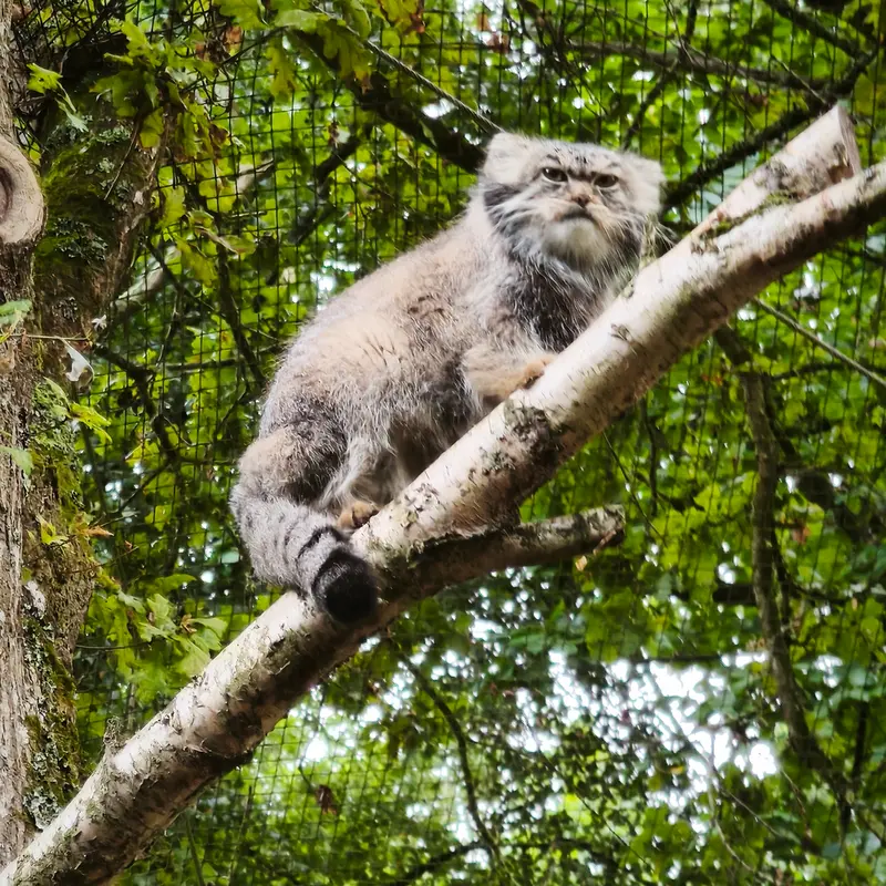 A photograph of Ewok in Tregomeur Zoo
