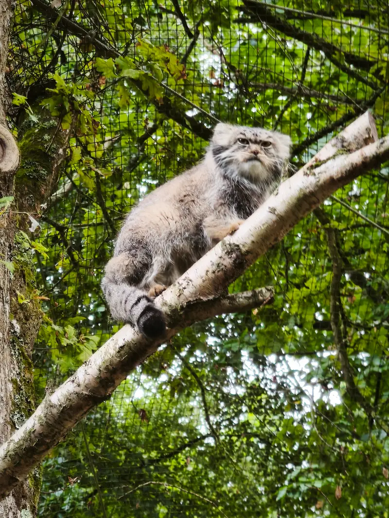 A photograph of Ewok in Tregomeur Zoo