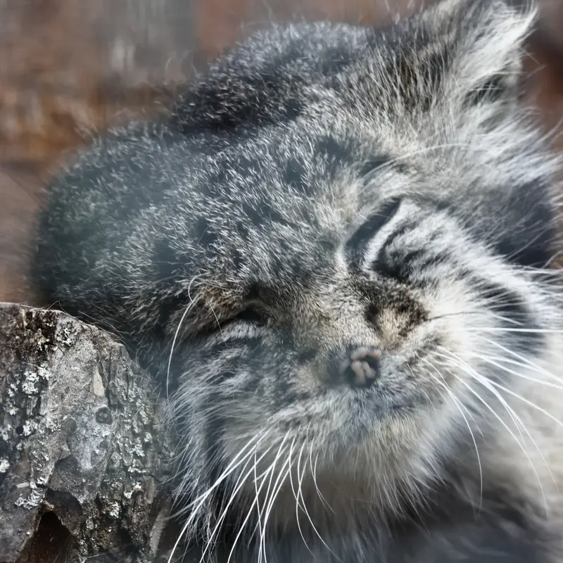 A photograph of Sven in Leningrad zoo