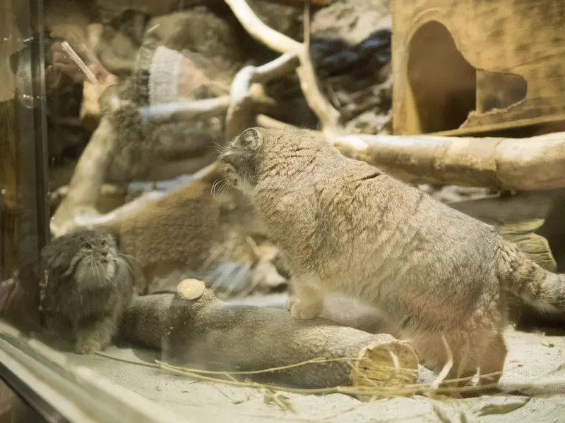 A photograph of a Pallas's cat