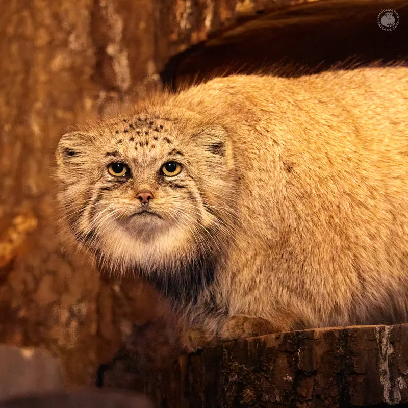 A photograph of Namika in Leningrad zoo