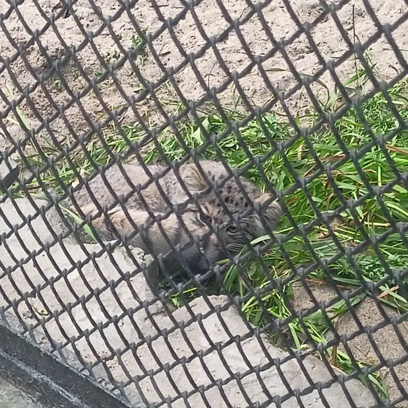 A photograph of a Pallas's cat in Novosibirsk Zoo