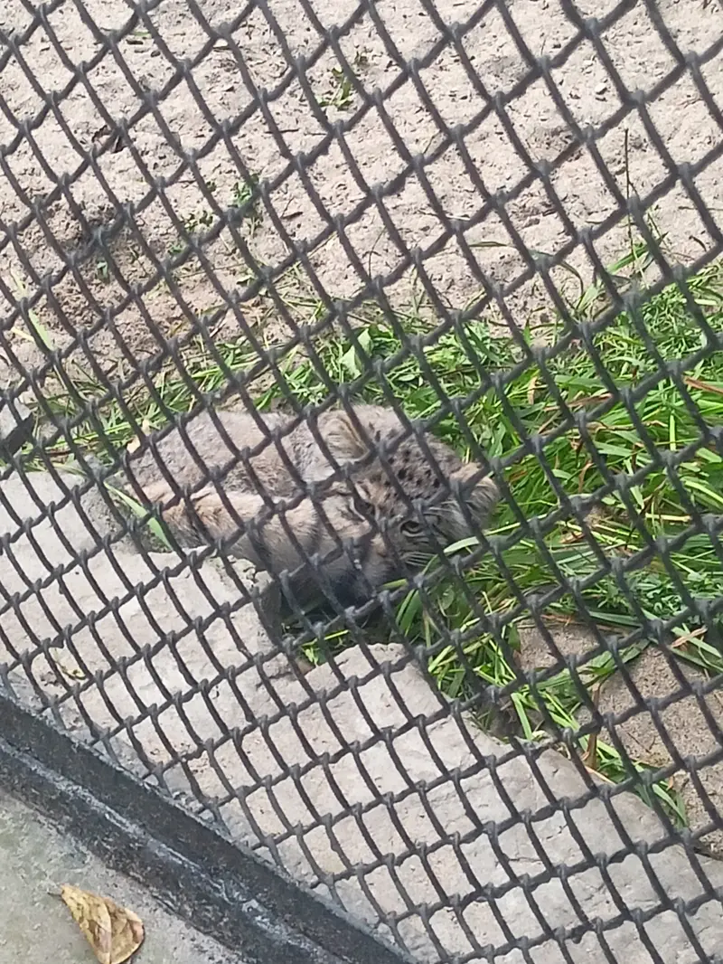 A photograph of a Pallas's cat in Novosibirsk Zoo