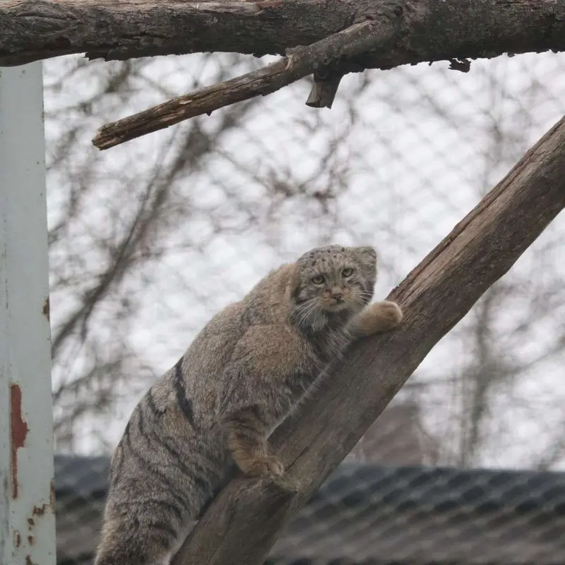 A photograph of Saimi in Korkeasaari Zoo