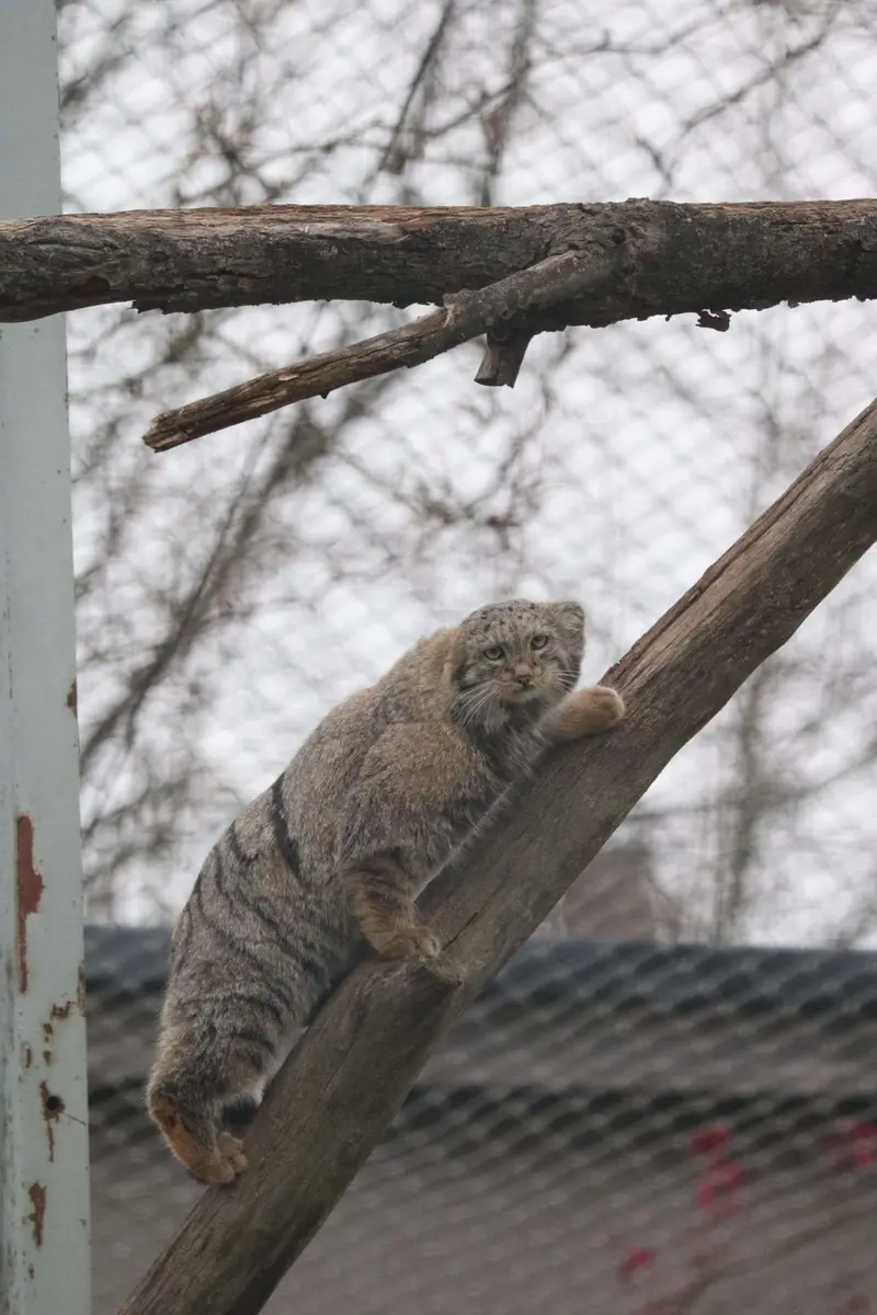 A photograph of Saimi in Korkeasaari Zoo