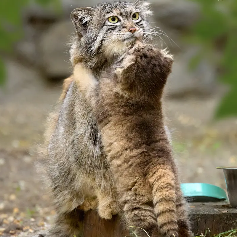 A photograph of Snezhana and Kitten of Snezhana b.2026 Ⅰ in Novosibirsk Zoo