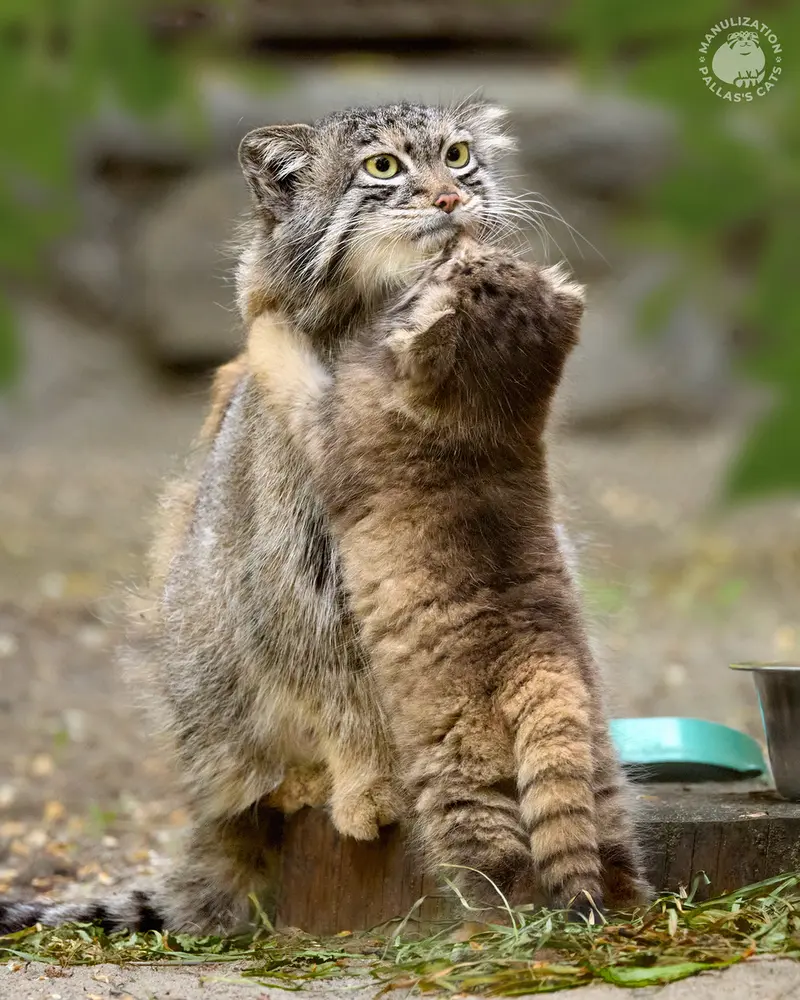A photograph of Snezhana and Kitten of Snezhana b.2026 Ⅰ in Novosibirsk Zoo