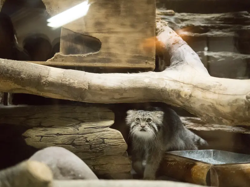 A photograph of Klyon in Ueno Zoological Gardens