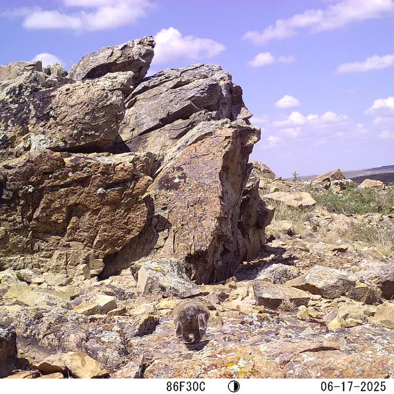 A photograph of Kazakh pika from Karashoky [new] camera trap