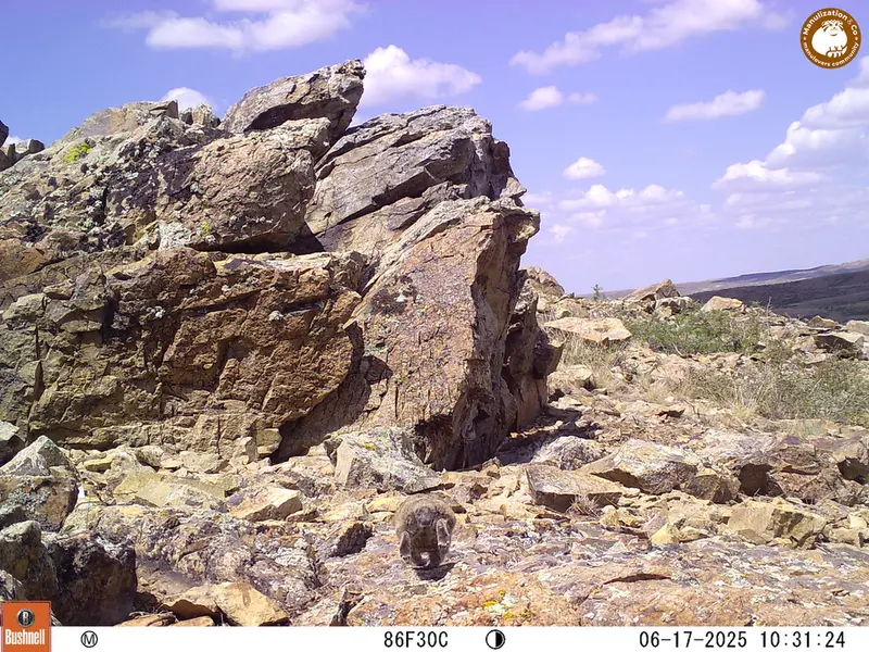 A photograph of Kazakh pika from Karashoky [new] camera trap