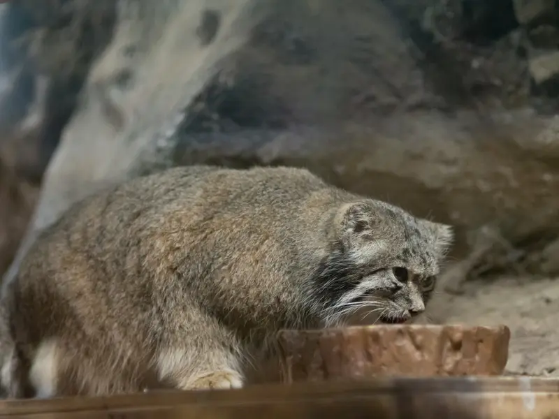 A photograph of Klyon in Ueno Zoological Gardens