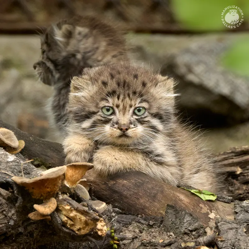 A photograph of Daughter of Lolo 2024 Ⅳ in Novosibirsk Zoo